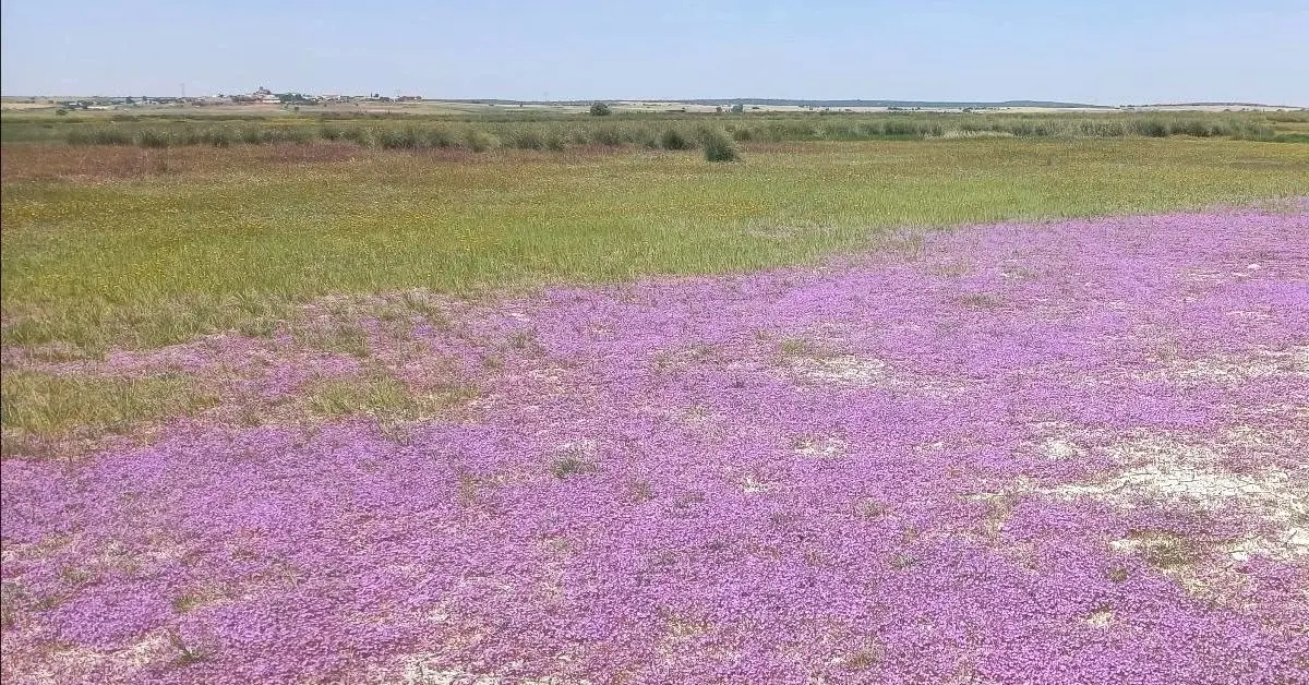 Hallan en la laguna de El Hito una especie de "limonium" que se creía extinguida