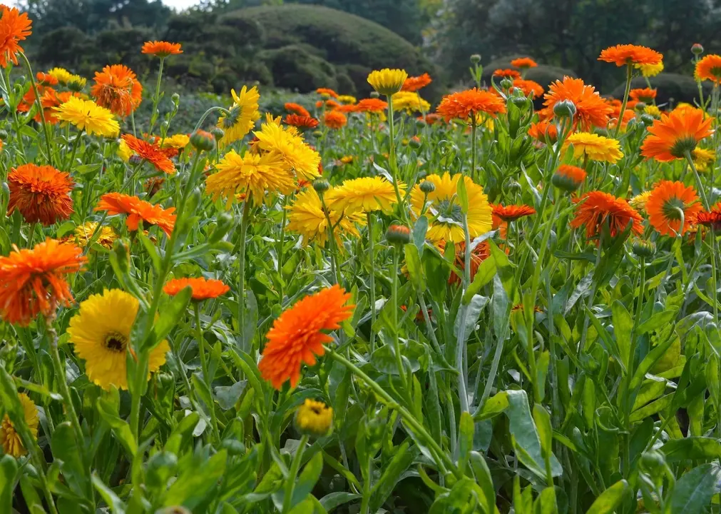 Caléndula officinalis – el tesoro dorado del jardinero