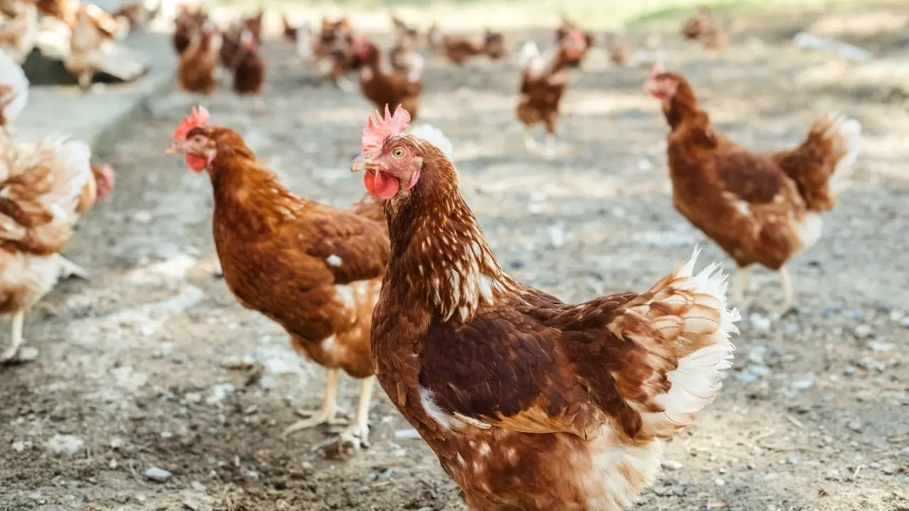 ganadería avícola, gallinas, huevos, 