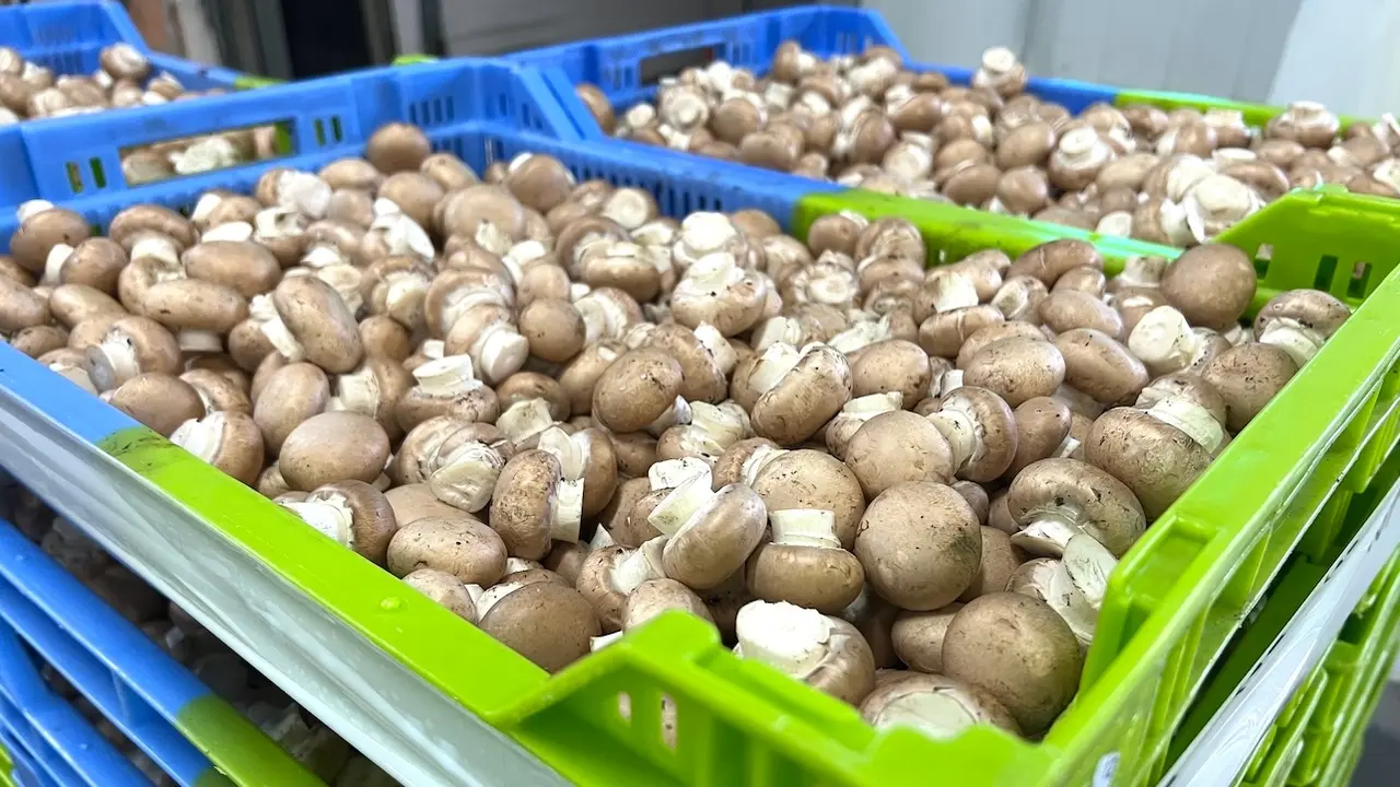 Los productores de champiñón piden ayudas a la Junta por la subida del precio de la paja