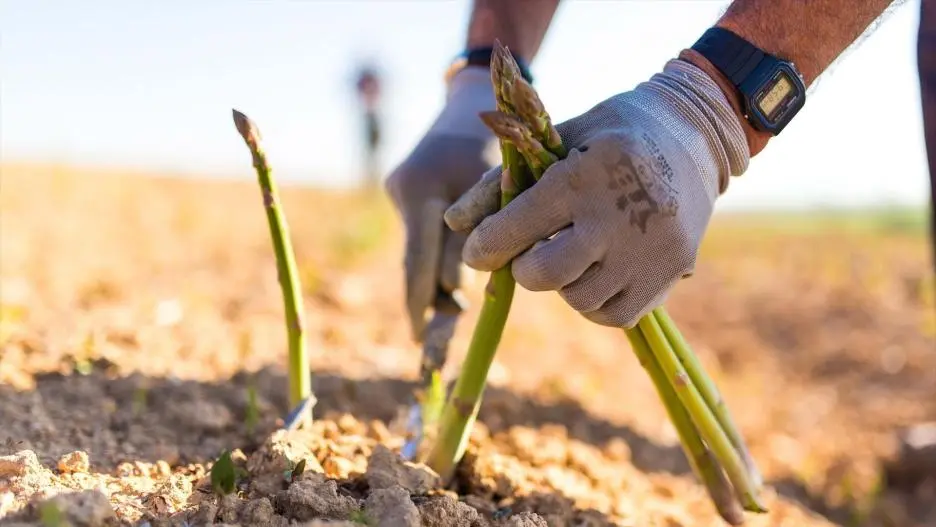 Satisfacción de los productores de espárrago verde de Guadalajara por la IGP, un revulsivo