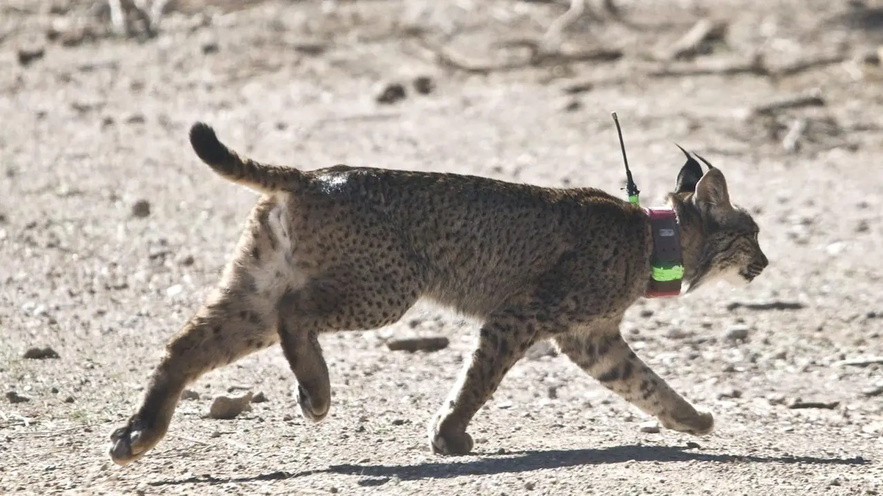 El lince 'Troncho' establece una nueva ruta de Andalucía hasta Murcia y Castilla-La Mancha