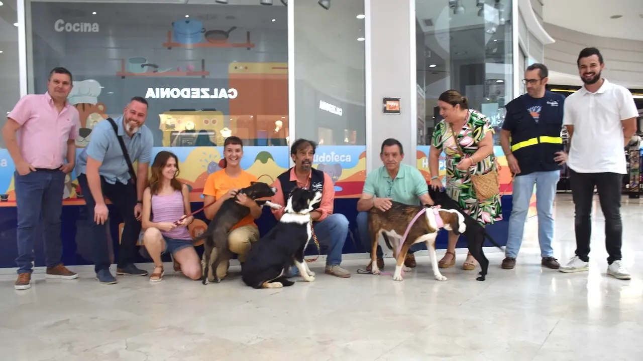 El albergue de animales de Diputación de Cuenca equilibra las entradas y salidas