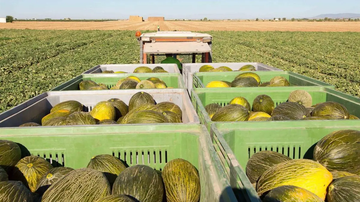 Sube el precio del melón y baja el de la sandía, en la lonja de Castilla-La Mancha