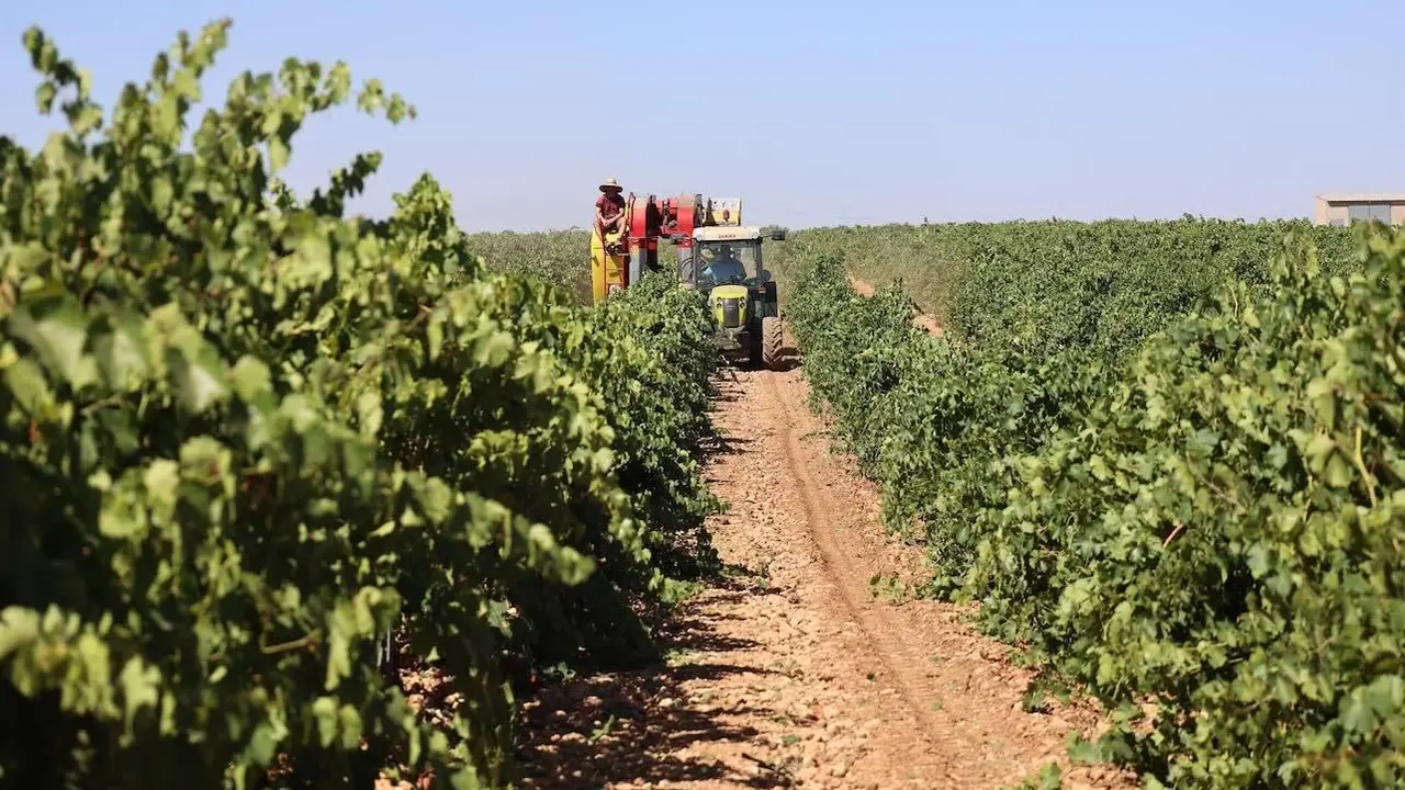 vendimia, vino, agricultura, agricultores, PAC, Política Agraria Común, viñedo, maquinaría agrícola, vides, vid, viñas,