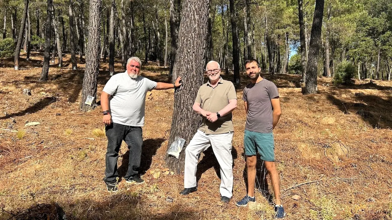 El aprovechamiento de la resina deja 300 jornales este verano en Ciudad Real