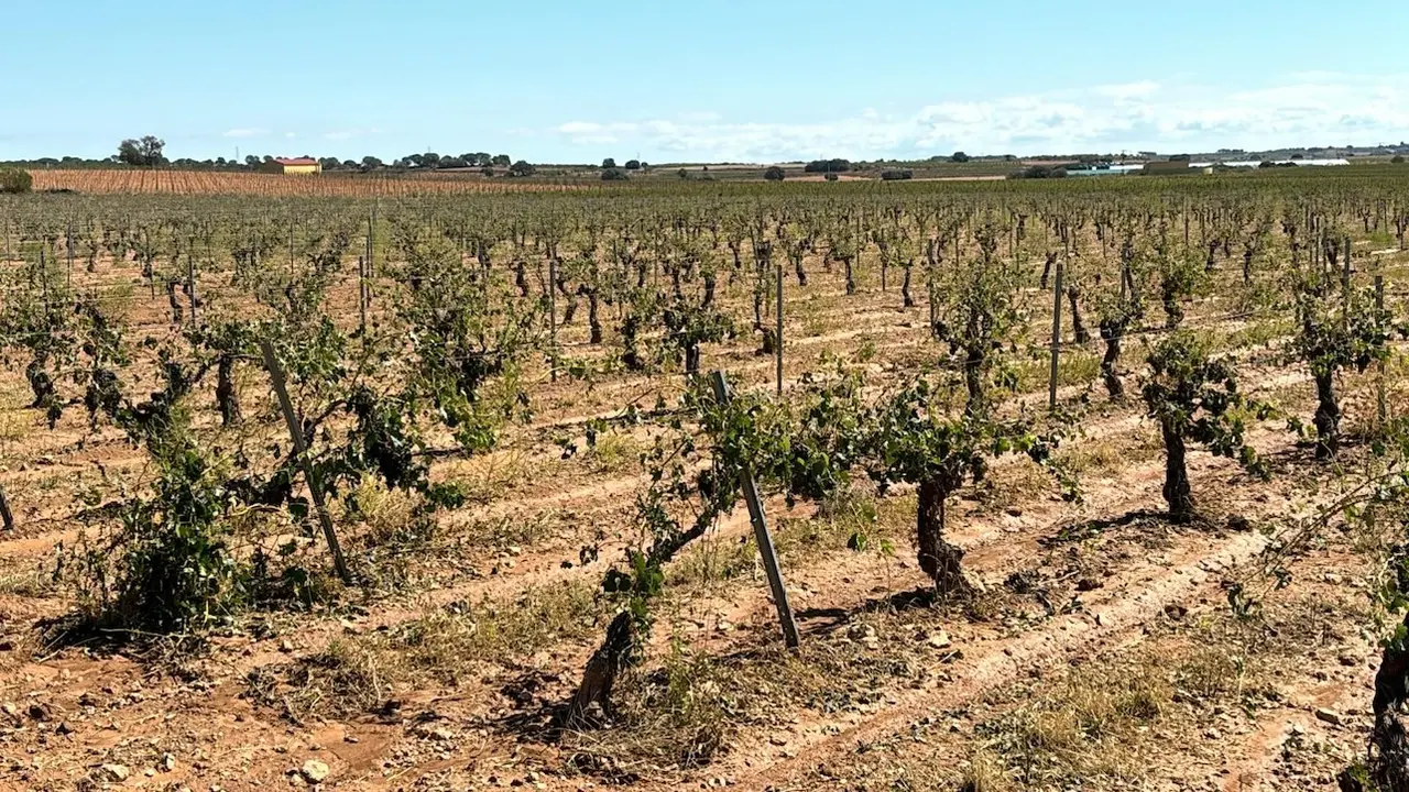 Las últimas tormentas de agua y piedra dañan diferentes cultivos en Albacete