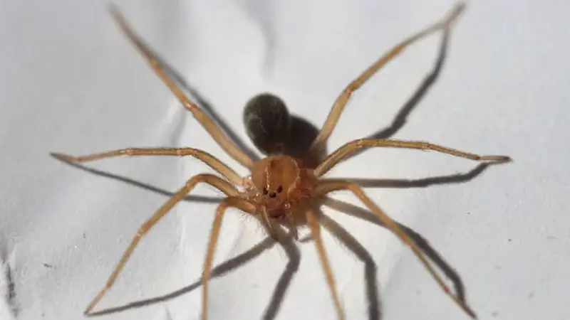 Muere un joven de 23 años tras sufrir una picadura de una araña violinista
