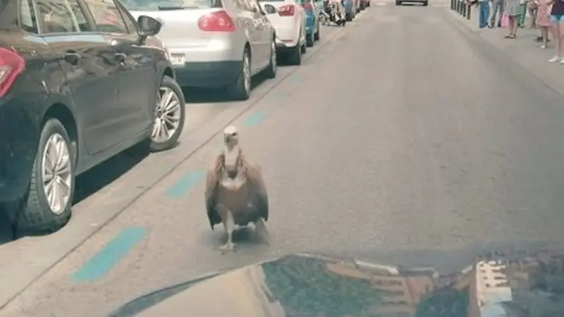 Rescatado un buitre leonado en las calles de la ciudad de Albacete