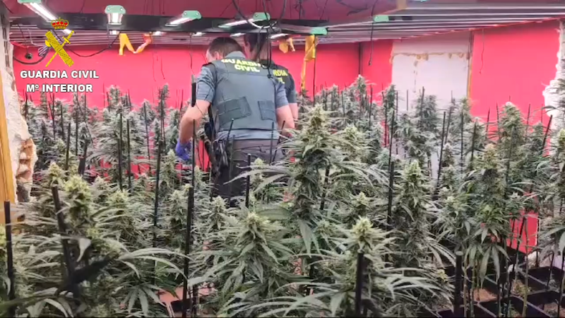 Desmantelan una plantación 'indoor' con 467 plantas de marihuana en Cobeja (Toledo)