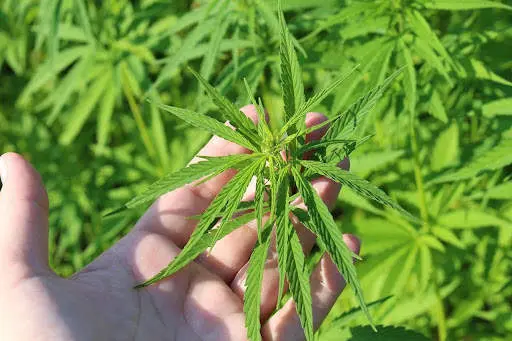 Guía esencial: Cómo elegir las semillas de cannabis perfectas para tus cultivos