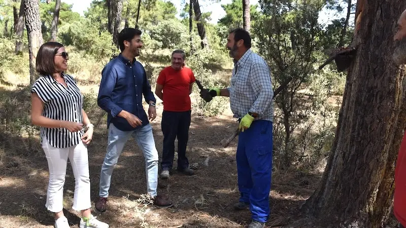 Las ayudas para resineros de Diputación de Cuenca se incrementan en un 80%
