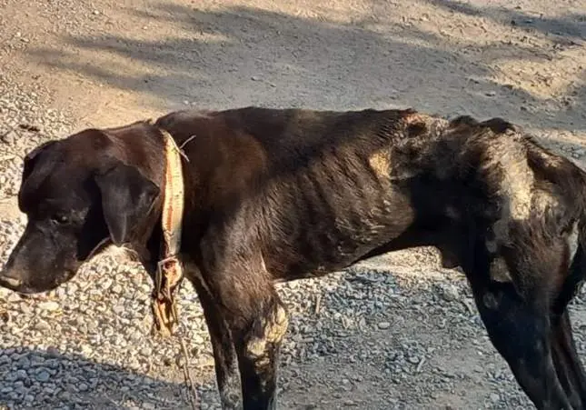 VIDEO. Encuentran decenas de animales raquíticos y en condiciones insalubres
