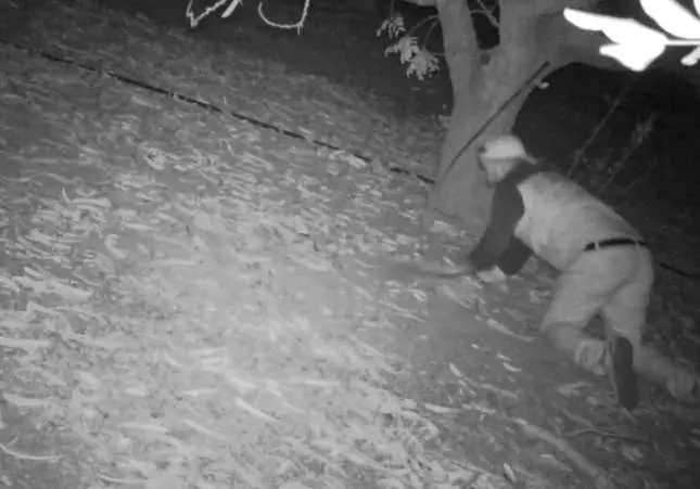 VIDEO. Agricultores hartos de robos: así les sorprenden robándoles sus cultivos