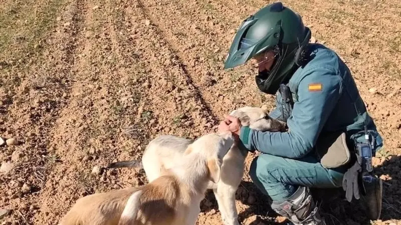 Detenido un hombre en Guadalajara "por apalear hasta la muerte" a un perro