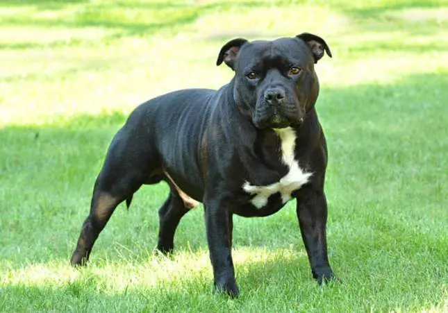 Zanja una discusión atizando al perro contra un vecino, al que podría haber matado