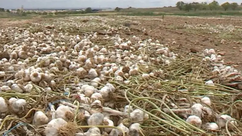 La lluvia torrencial de junio ocasionó cuantiosos daños en el ajo en Castilla-La Mancha, ajos, tormenta, seguros agrarios