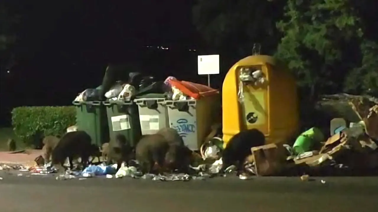 Vecinos y autoridades de Uceda (Guadalajara) lamentan los daños materiales causados por los jabalíes en la urbanización Caraquiz