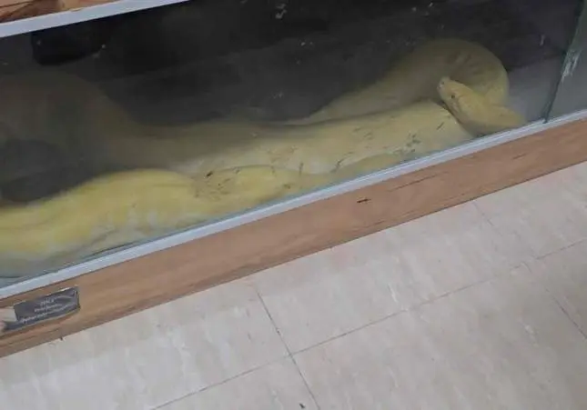 El ataque de una serpiente destapa una selva en un piso lleno de animales peligrosos