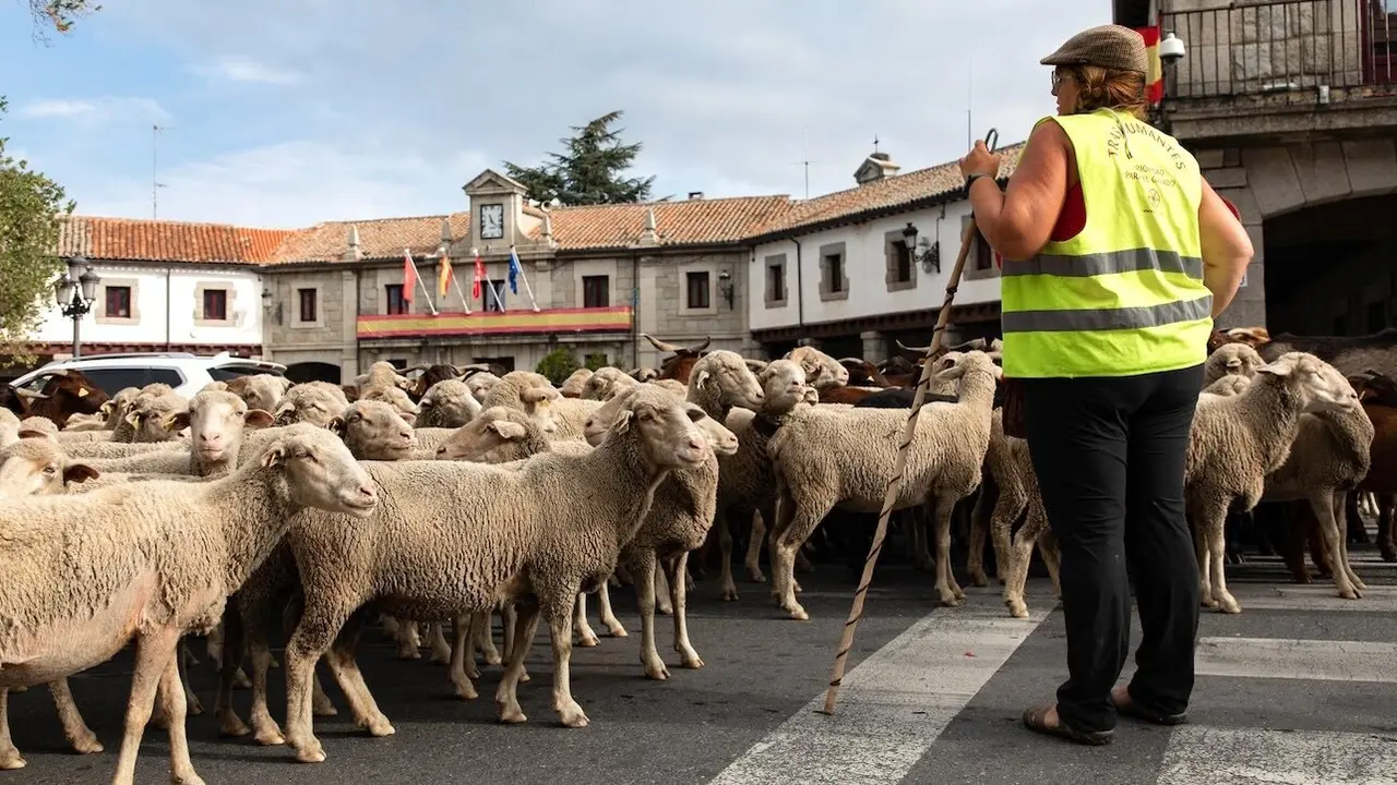 En la imagen de archivo una pastora-ganadera junto a su rebaño de ovejas, ovino, caprino, legua azul, salud animal, ganado,