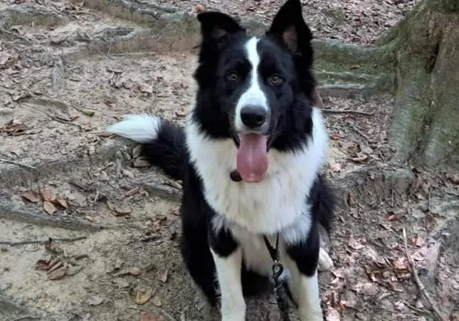 VIDEO. Secuestran al perro Lucky: lo coge por el collar y los saca por encima de la valla