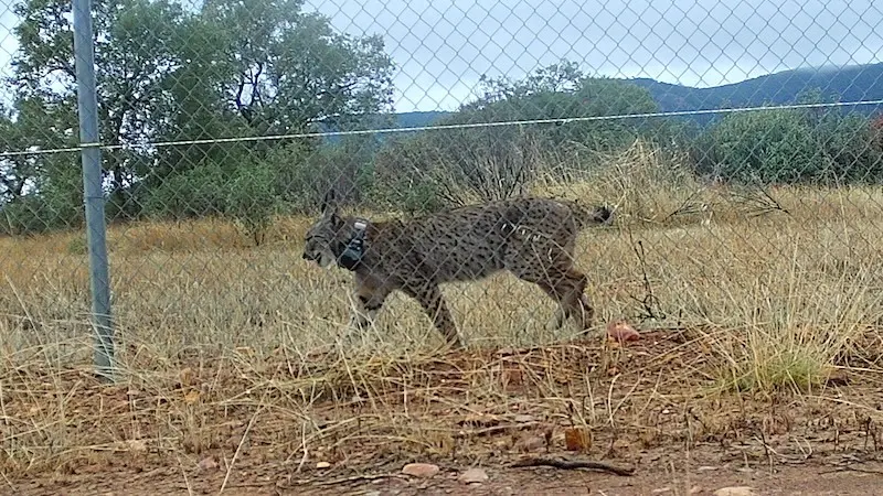 Liberan en el Parque Nacional de Cabañeros a la hembra lince 'Uvita'