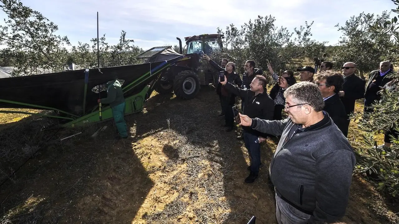 Interprofesional de aceite aboga por evitar trabas en comercialización con EEUU