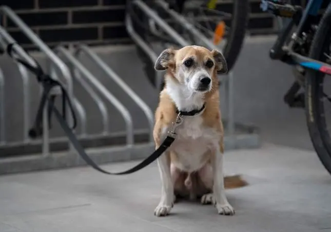 Secuestran un perro: el dueño lo ha dejado atado para poder comprar en una tienda