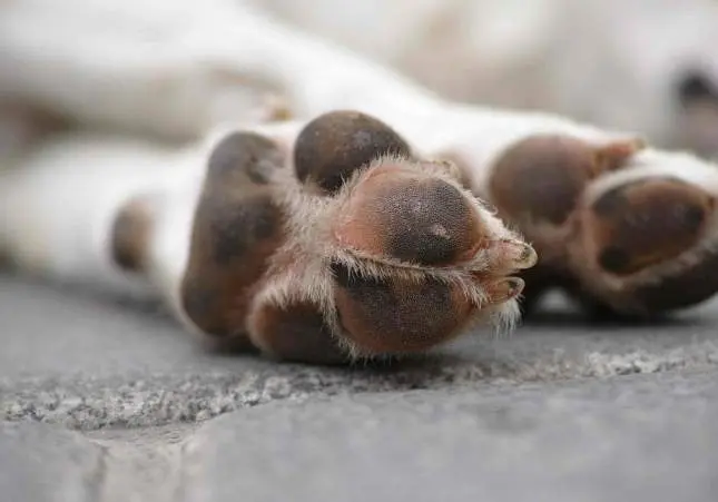 Matan a un perro tirándolo por un balcón: lo tenían esquelético y abandonado