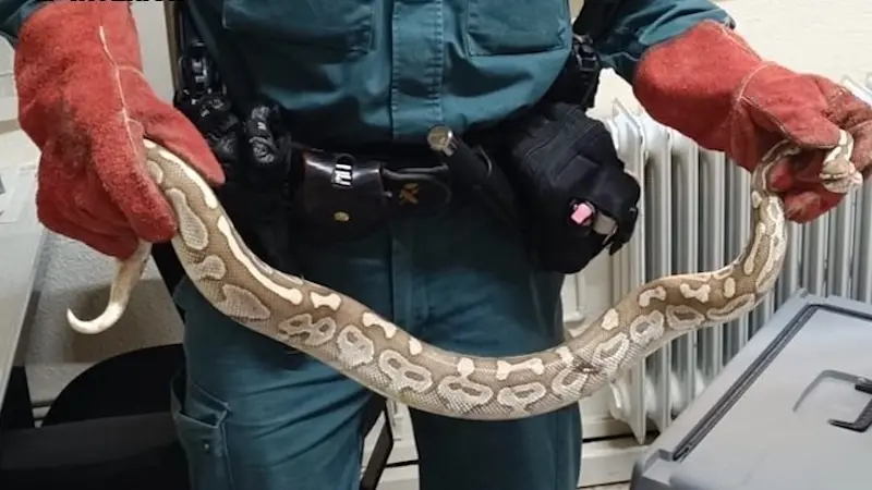 El Seprona localiza un ejemplar de pitón real en una céntrica calle de Daimiel