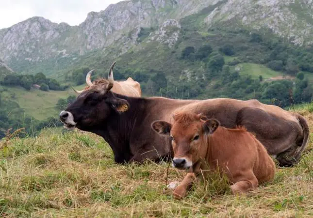 Un toro mata a un ganadero en su finca al intentar separarlo de las vacas en celo