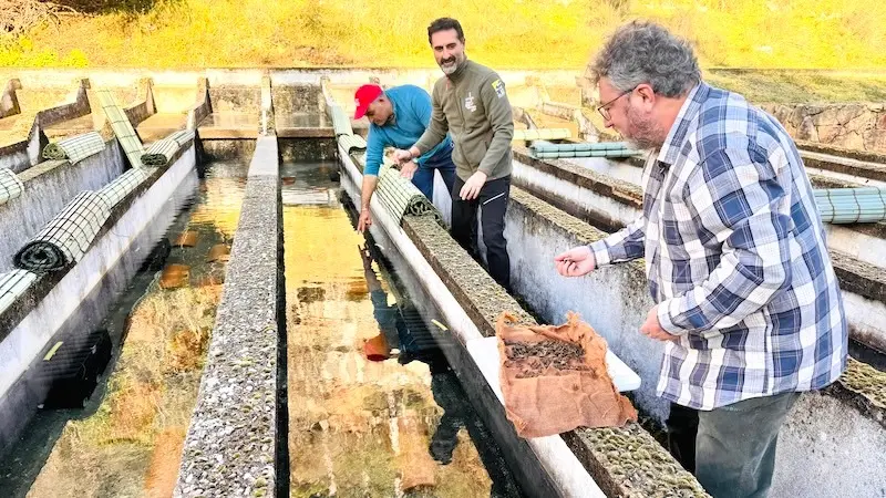 La Junta reintroduce cangrejos de río autóctonos en la piscifactoría de Uña (Cuenca)