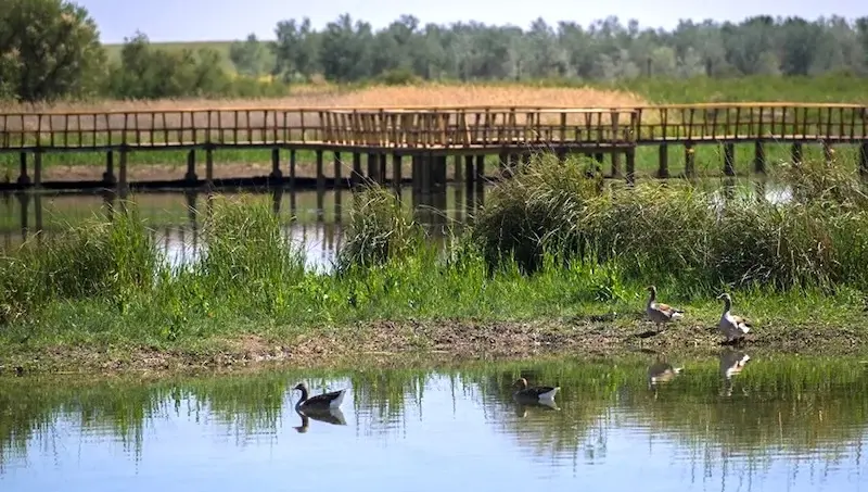 Fotografía de un sector del Parque Nacional de las Tablas de Daimiel (Ciudad Real) - EFE/Jesús Monroy