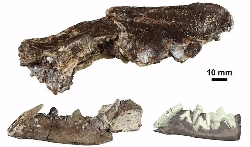 Ischyrictis zibethoides de La Retama, cráneo y mandíbula (izquierda) y reconstrucción 3D de la dentición de la mandíbula (derecha). - IMAGEN MODIFICADA DE SÁNCHEZ ET AL. (2024)