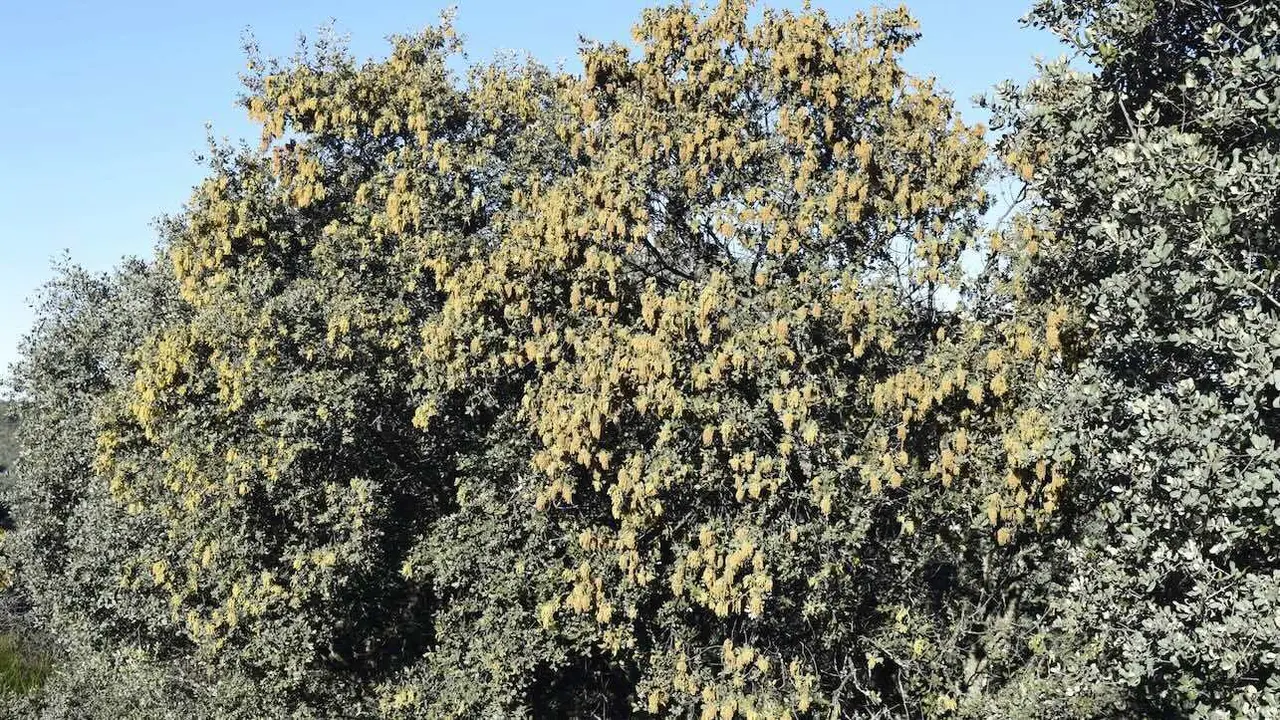 La encina acusa el calentamiento del clima y florece en diciembre en Ciudad Real