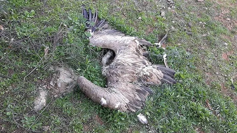 Esparvel pide a la Junta obligar a usar munición sin plomo en la caza en Castilla-La Mancha
