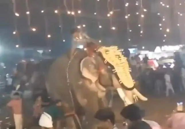 VIDEO. Un elefante muy violento ataca y hiere a más de 20 personas en un festival