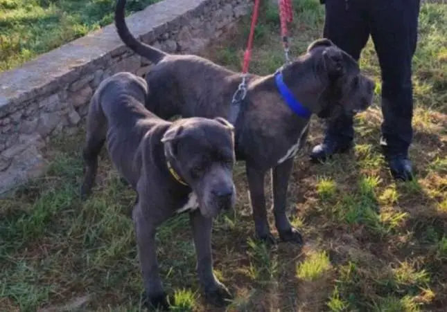 Dos perros peligrosos escapan y atacan a un niño de 11 años que paseaba al suyo