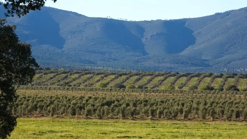 Olivar en la Dehesa el Molinillo (Ciudad Real) - EFE/Cedida por la empresa