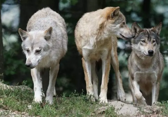 Una manada de lobos provoca una masacre y mata a decenas de corderos, ovejas...