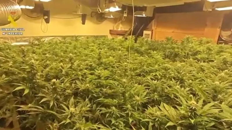 Desmantelan un cultivo de marihuana de alto rendimiento en Burguillos de Toledo
