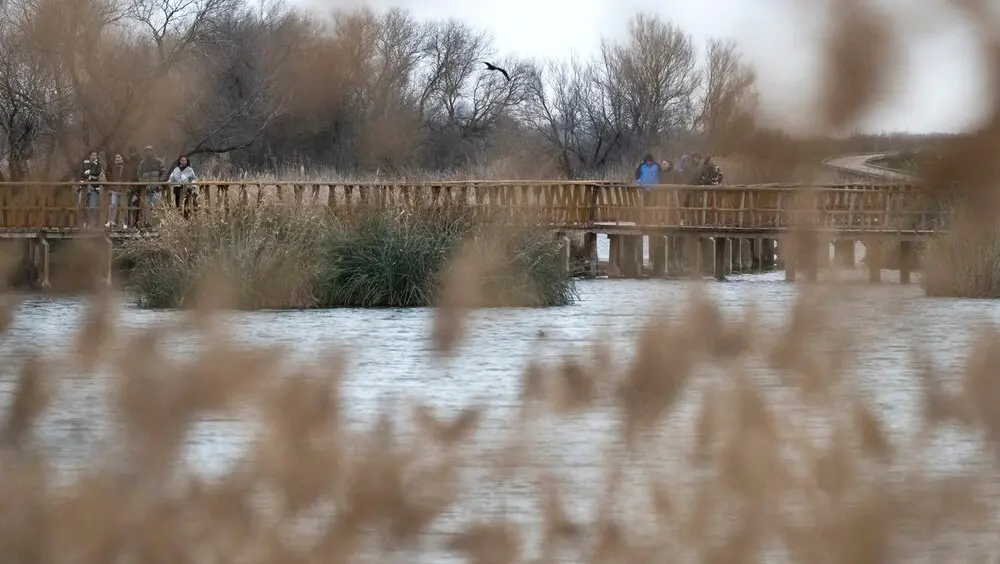 Proponen "resilvestrar" el río Guadiana y recuperar 80 hectáreas de las Tablas de Daimiel - EFE/Jesús Monroy