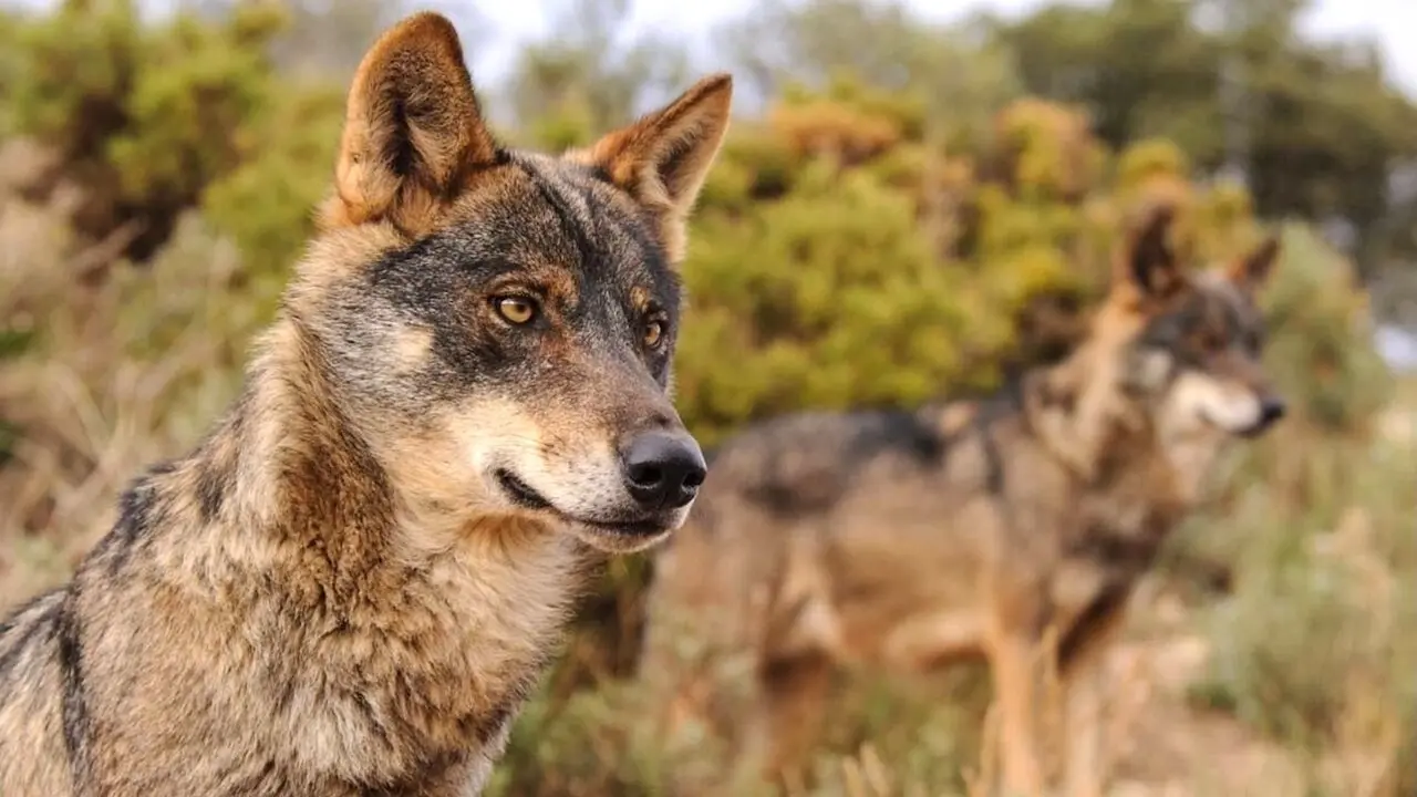 WWF "suspende" a las comunidades autónomas en la gestión del lobo ibérico
