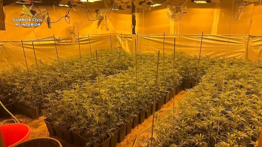 Encuentran en el sótano de una vivienda de El Casar (Guadalajara) 463 plantas de marihuana