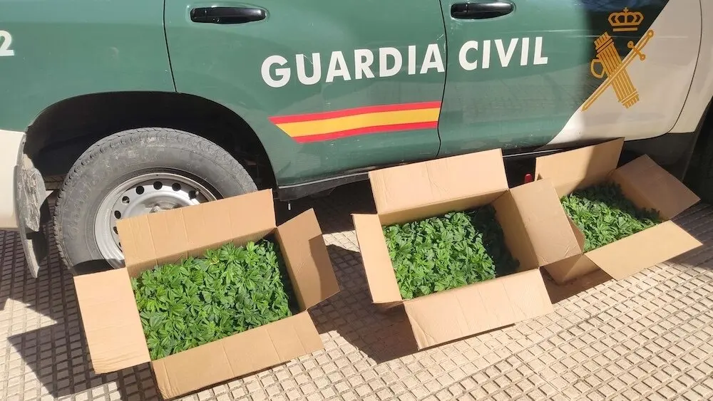 Detenido en Torrejón del Rey (Guadalajara) con 450 plantas de marihuana en el maletero de su coche