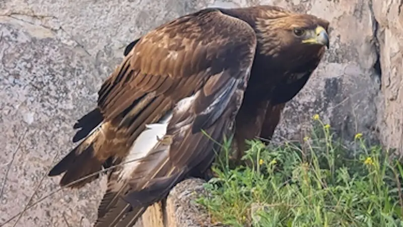 El Seprona rescata un águila real herida por disparos en Alcázar de San Juan (Ciudad Real)