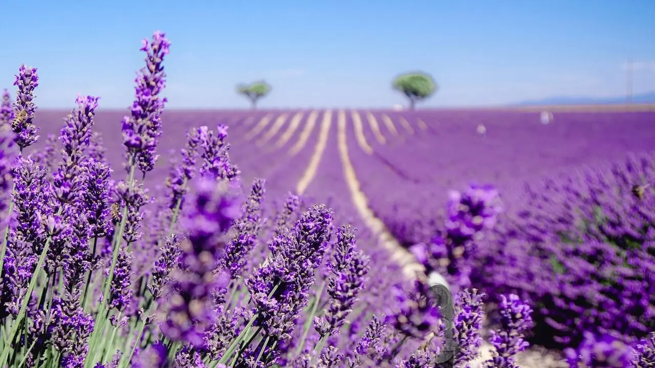En la imagen de archivo los campos de lavanda en la localidad de Brihuega (Guadalajara)