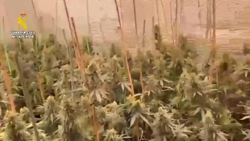 Desmantelados dos cultivos de marihuana con 1.200 plantas y cuatro detenidos
