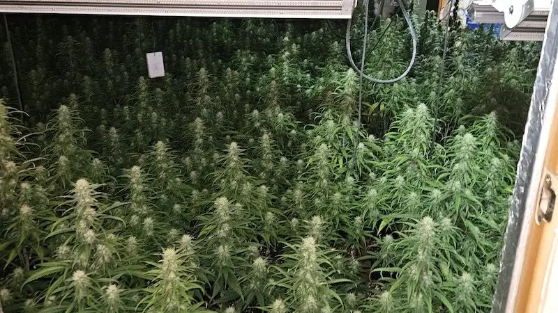 Desmantelan dos cultivos 'indoor' con 1.000 plantas de marihuana en Talavera de la Reina (Toledo)