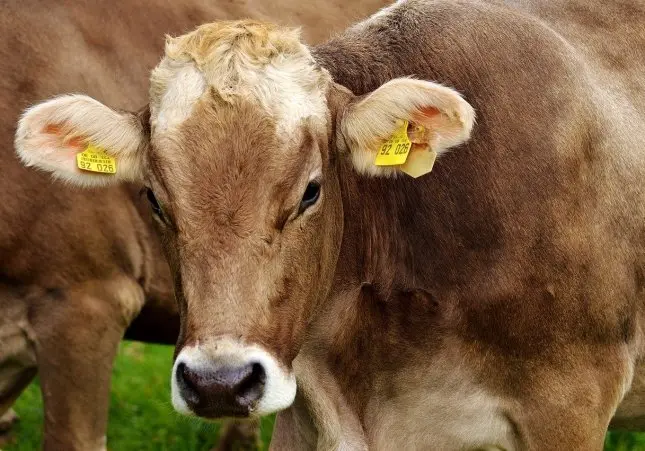 Una vaca deja a un chico de 39 años entre la vida y la muerte a coces y pisotones